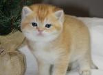 Tommy - British Shorthair Kitten For Sale - Federal Way, WA, US