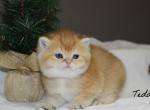 Teddy - British Shorthair Cat For Sale - Federal Way, WA, US