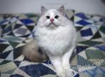 Ray - Ragdoll Cat For Sale - Tuscaloosa, AL, US