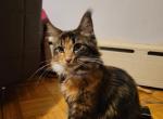 Gaia - Maine Coon Cat For Sale - Ellenville, NY, US
