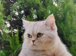 Elvin - Scottish Straight Cat For Sale - 