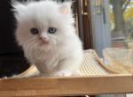 Spooky - Persian Kitten For Sale - Farmington, MI, US
