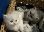 Ghost - Persian Kitten For Sale - Farmington, MI, US