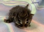 Icabod - Siberian Kitten For Sale - Clintwood, VA, US