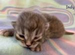 Indy - Siberian Cat For Sale - Clintwood, VA, US