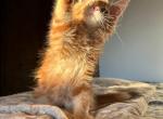 Smoky Maine kitten with pedigree with the right of - Maine Coon Cat For Sale - 