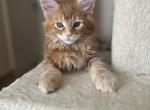 Leo - Maine Coon Kitten For Sale - Cooper City, FL, US