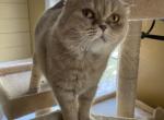 Ophelia - Scottish Fold Cat For Sale/Retired Breeding - Angier, NC, US