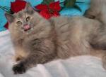 Ragdoll Vivi - Ragdoll Cat For Sale - Phoenix, AZ, US