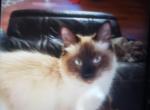 Roxy - Balinese Cat For Sale - Meshoppen, PA, US
