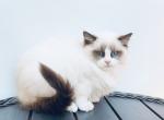 Odry - Ragdoll Cat For Sale - Miami, FL, US