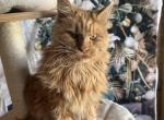 Marli - Maine Coon Cat For Sale - Brighton, CO, US