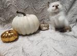 Miss Purple - Ragdoll Cat For Sale - Syracuse, NY, US