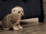 Collei - Scottish Fold Kitten For Sale - Egg Harbor Township, NJ, US