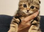 Lynette - Scottish Fold Kitten For Sale - Egg Harbor Township, NJ, US