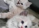 Fiona blue lynx female - Ragdoll Kitten For Sale - 