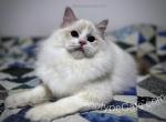 Peter - Ragdoll Cat For Sale - Tuscaloosa, AL, US