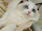 zoe - Ragdoll Cat For Sale - Los Angeles, CA, US