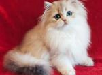 Kassandra blue golden shaded british longhair girl - British Shorthair Kitten For Sale - Dallas, TX, US