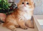 Kasper black golden shaded british longhair boy - Persian Cat For Sale - Dallas, TX, US