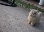 Jackie - Scottish Straight Cat For Sale - Miami, FL, US