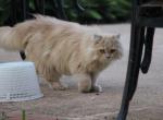 Carlos - Scottish Straight Cat For Sale - Miami, FL, US