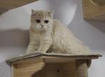 LuLu - Scottish Straight Kitten For Sale - Miami, FL, US