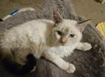 Cream Puffs - Colorpoint Shorthair Cat For Sale - Whiteford, MD, US