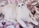 Emma adorable Ragdoll kitten - Ragdoll Cat For Sale - Indianapolis, IN, US