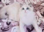 Emma cutest Ragdoll kitten - Ragdoll Cat For Sale - Fairfax, VA, US