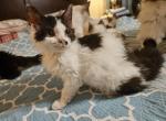 Selkirk Rex Mix - Selkirk Rex Cat For Sale - Whiteford, MD, US