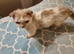 LAMBkin Baby REDUCED - Munchkin Kitten For Sale - Whiteford, MD, US