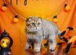 Valeria sweet golden chinchila scottish fold girl - Scottish Fold Cat For Sale - CA, US