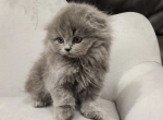 Bibble - Scottish Fold Kitten For Sale - Sacramento, CA, US