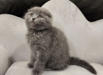 Jane - Scottish Fold Kitten For Sale - Sacramento, CA, US