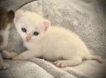 Snowball - American Curl Cat For Sale - Scottsdale, AZ, US