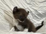 Batty - American Curl Cat For Sale - Scottsdale, AZ, US