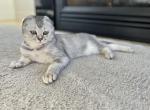 Brian - Scottish Fold Kitten For Sale - Prior Lake, MN, US