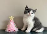 Franky - Scottish Straight Cat For Sale - Elmira, NY, US