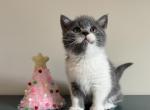 Dolly - Scottish Straight Cat For Sale - Elmira, NY, US