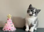 Fluffy - Scottish Straight Cat For Sale - Elmira, NY, US