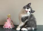 Cash - Scottish Straight Cat For Sale - Elmira, NY, US