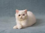 Alex - Exotic Kitten For Sale - Pembroke Pines, FL, US