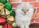 Lila - Scottish Fold Kitten For Sale - Joplin, MO, US