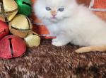 Lenox - Scottish Fold Kitten For Sale - MO, US