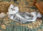 Air - Persian Cat For Sale - Farmington, MI, US
