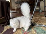 Sapphire - Persian Cat For Sale - Farmington, MI, US