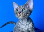 Kumiko - Devon Rex Cat For Sale - Hollywood, FL, US