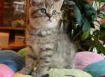 Buttons - Scottish Straight Kitten For Sale - Brooklyn, NY, US