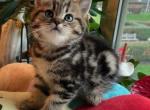 Ramses - Scottish Straight Kitten For Sale - Brooklyn, NY, US